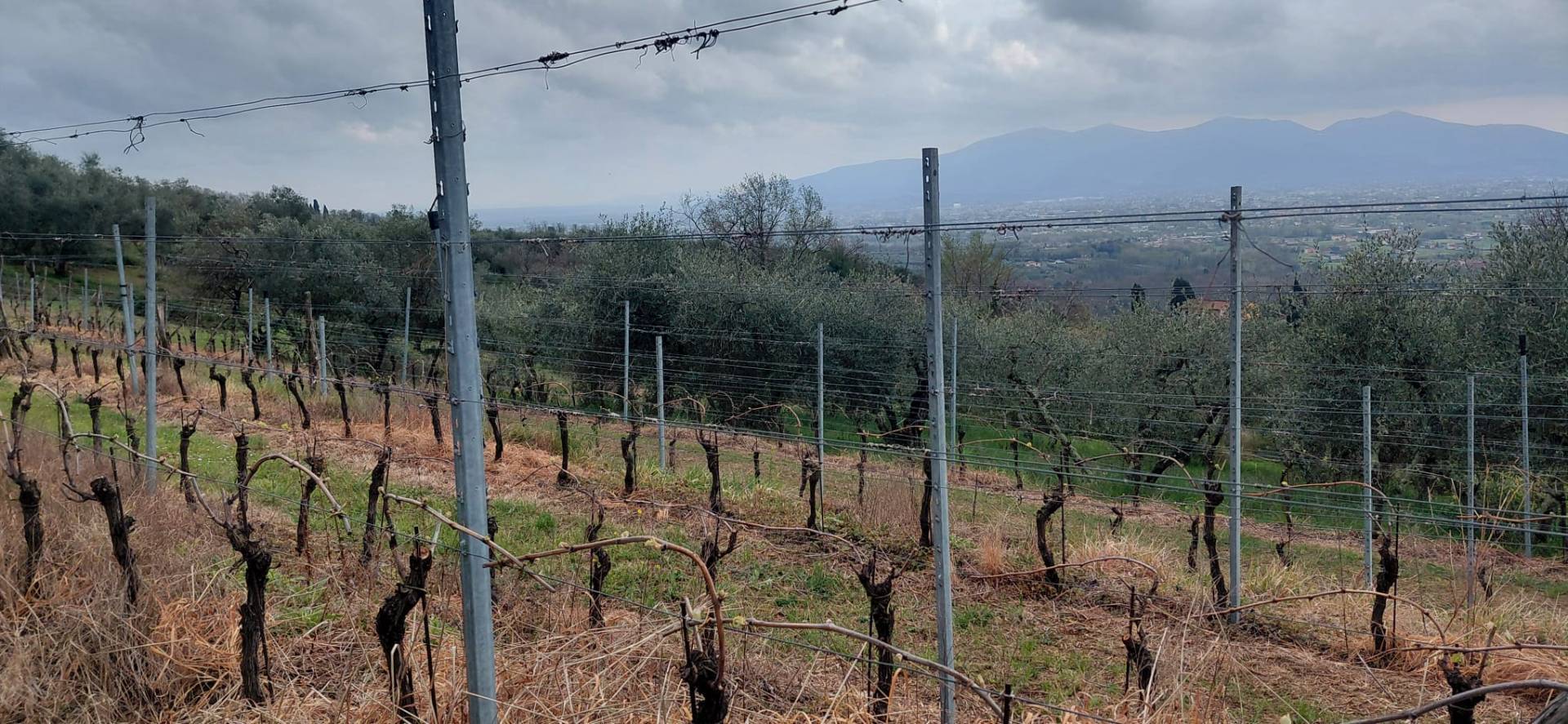 Terreno in vendita a Lucca