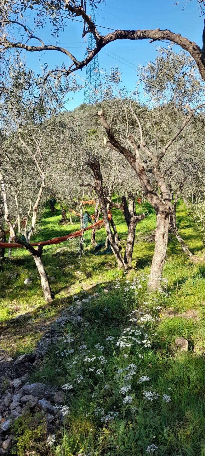 Terreno in vendita a Pietrasanta, Capezzano Monte