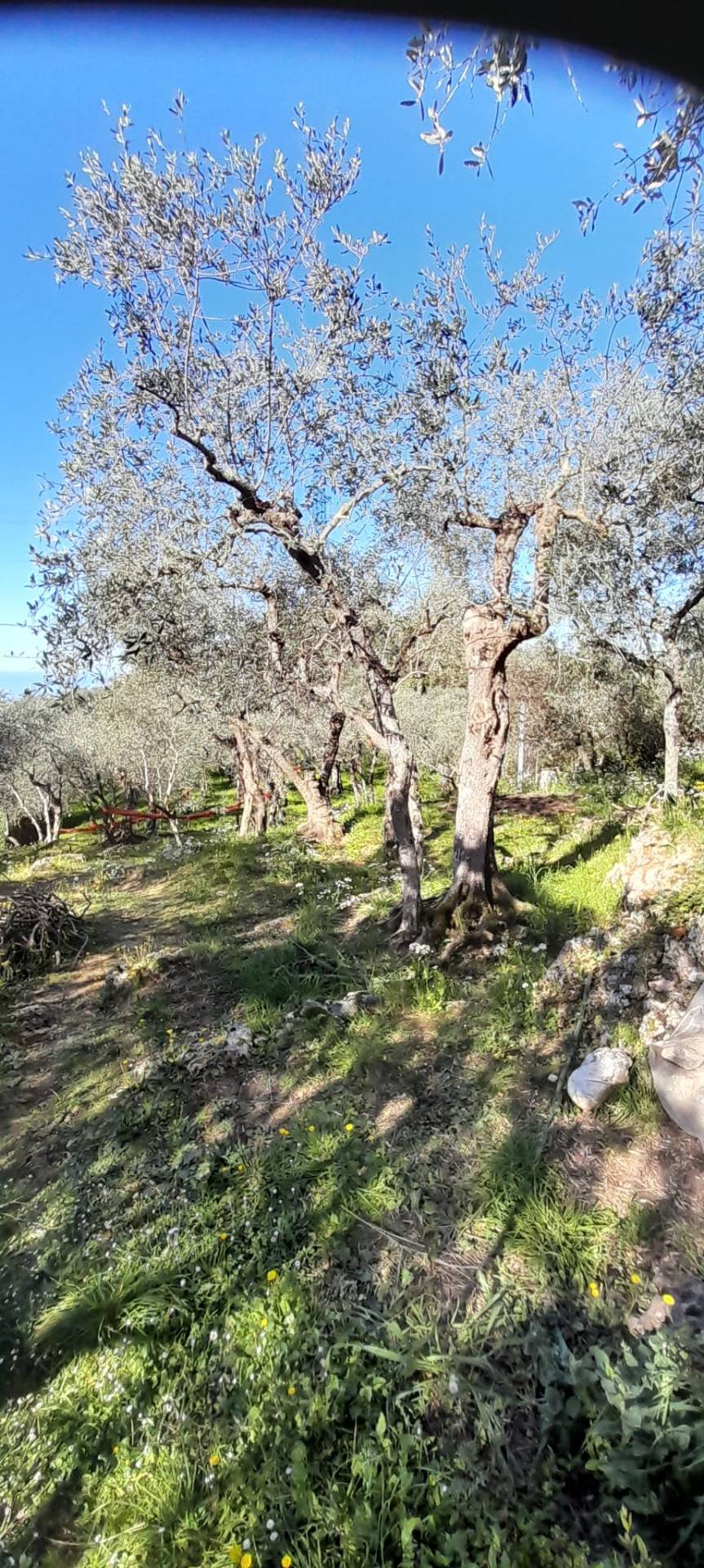 Terreno in vendita a Pietrasanta, Capezzano Monte