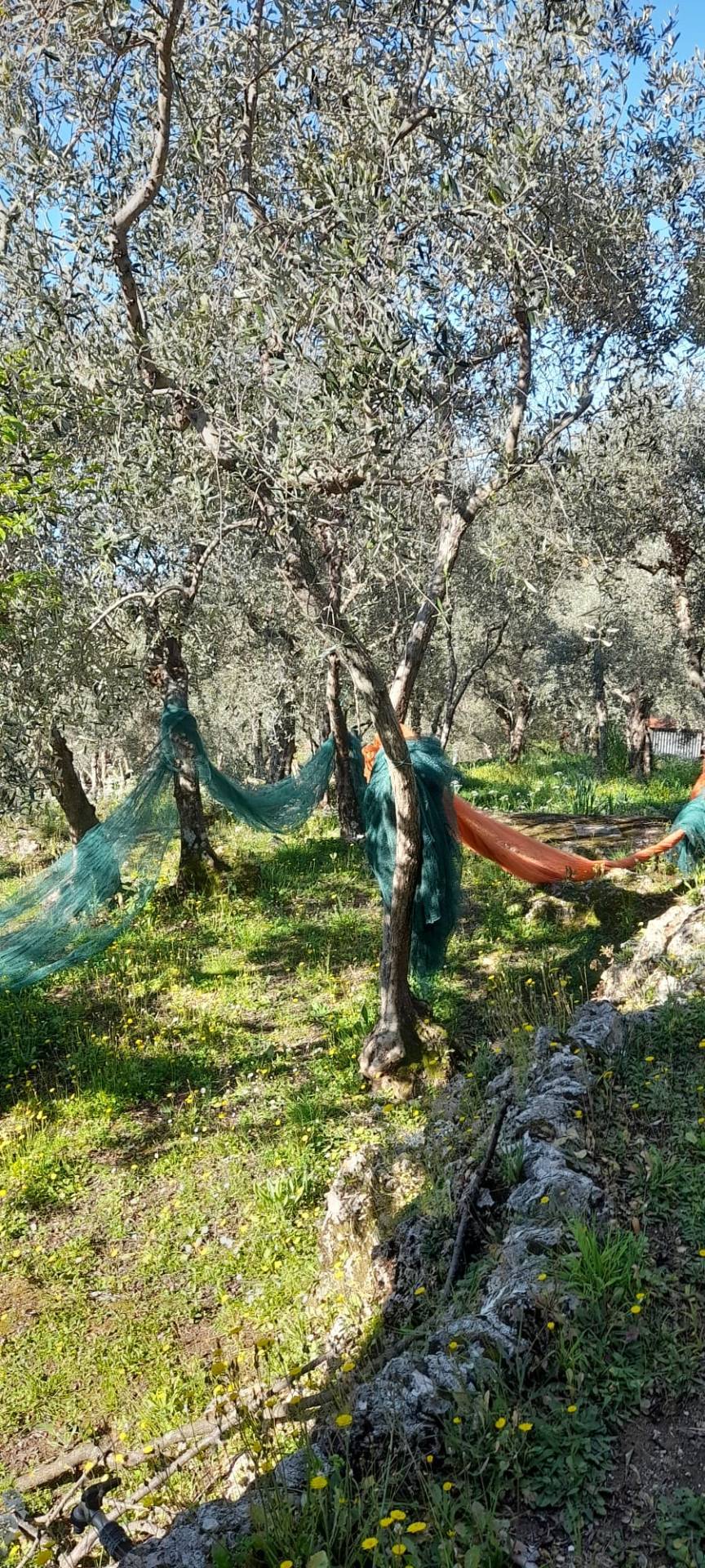 Terreno in vendita a Pietrasanta, Capezzano Monte