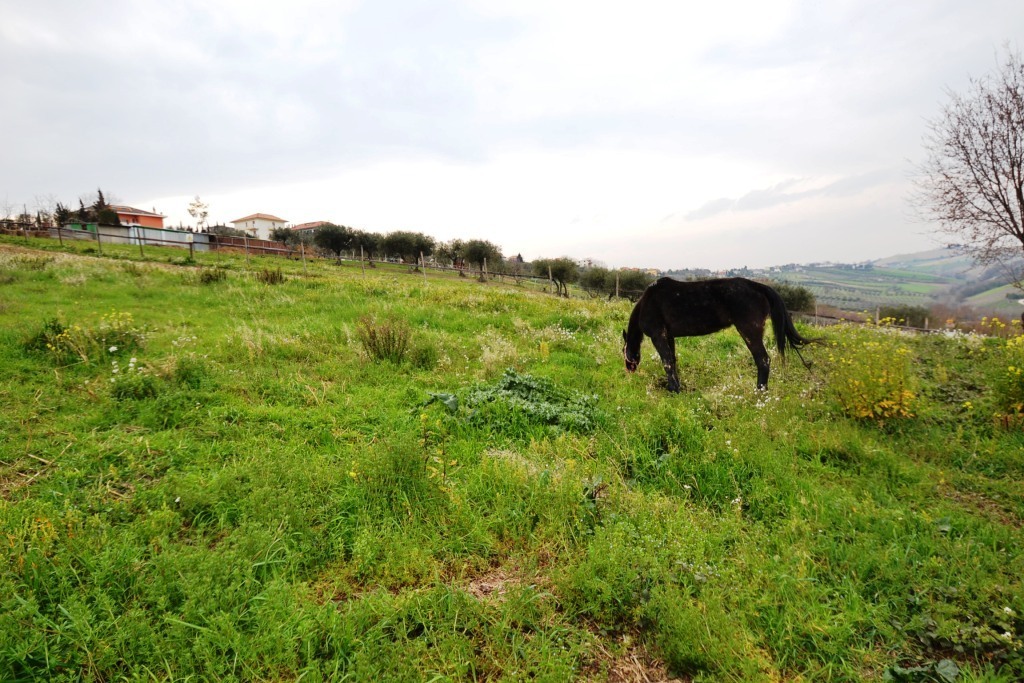 Terreno Agricolo in vendita a Monteprandone, Collinare