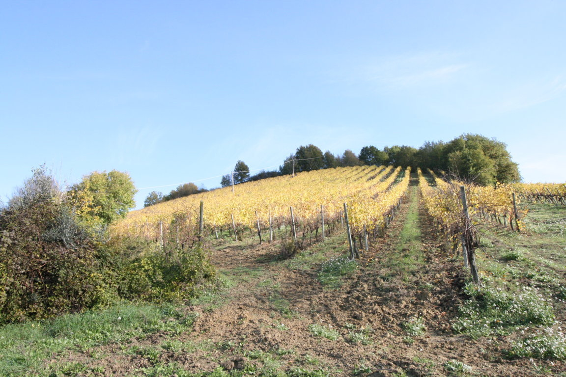 Terreno Agricolo in vendita a Ripatransone