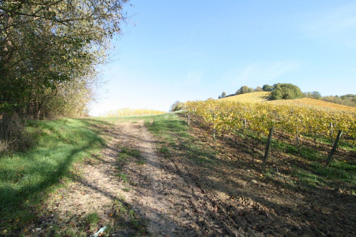 Terreno Agricolo in vendita a Ripatransone