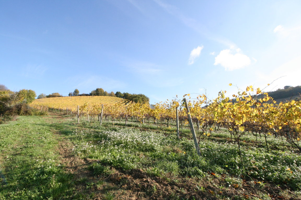 Terreno Agricolo in vendita a Ripatransone