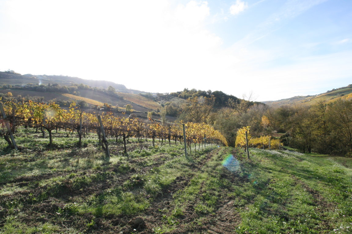Terreno Agricolo in vendita a Ripatransone