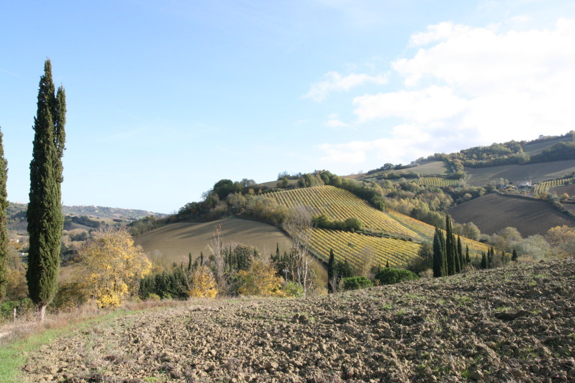 Terreno Agricolo in vendita a Ripatransone