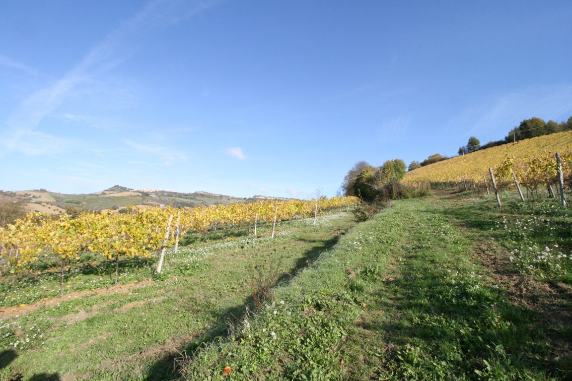 Terreno Agricolo in vendita a Ripatransone