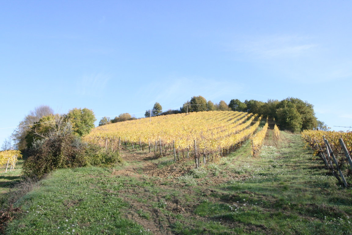 Terreno Agricolo in vendita a Ripatransone