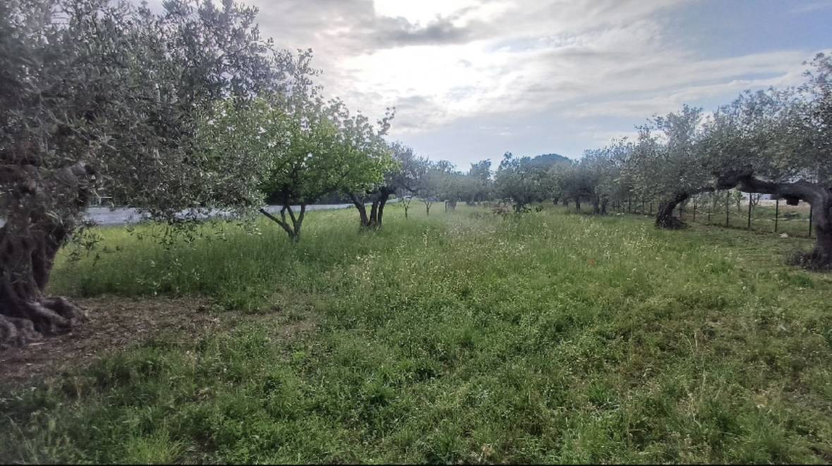 Terreno edificabile in vendita a Rosciano, Villa Oliveti