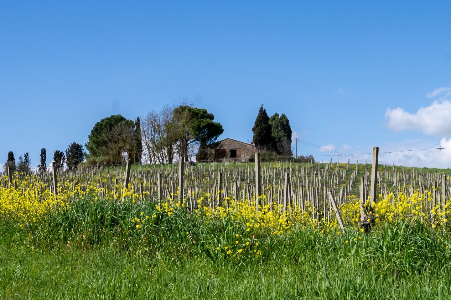Rustico con giardino, Vinci sovigliana