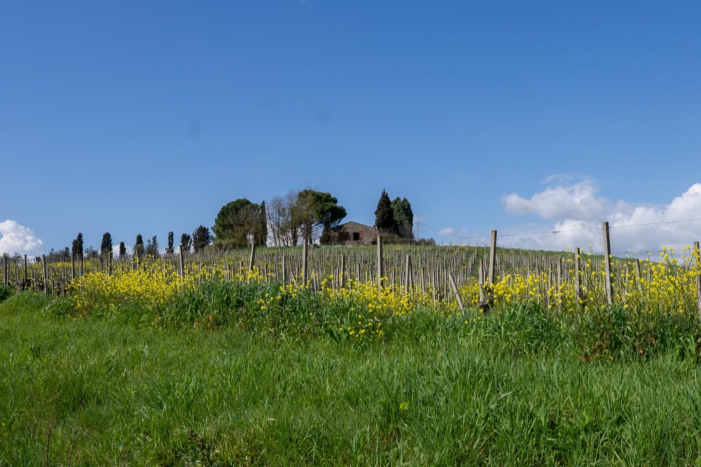 Rustico con giardino, Vinci sovigliana