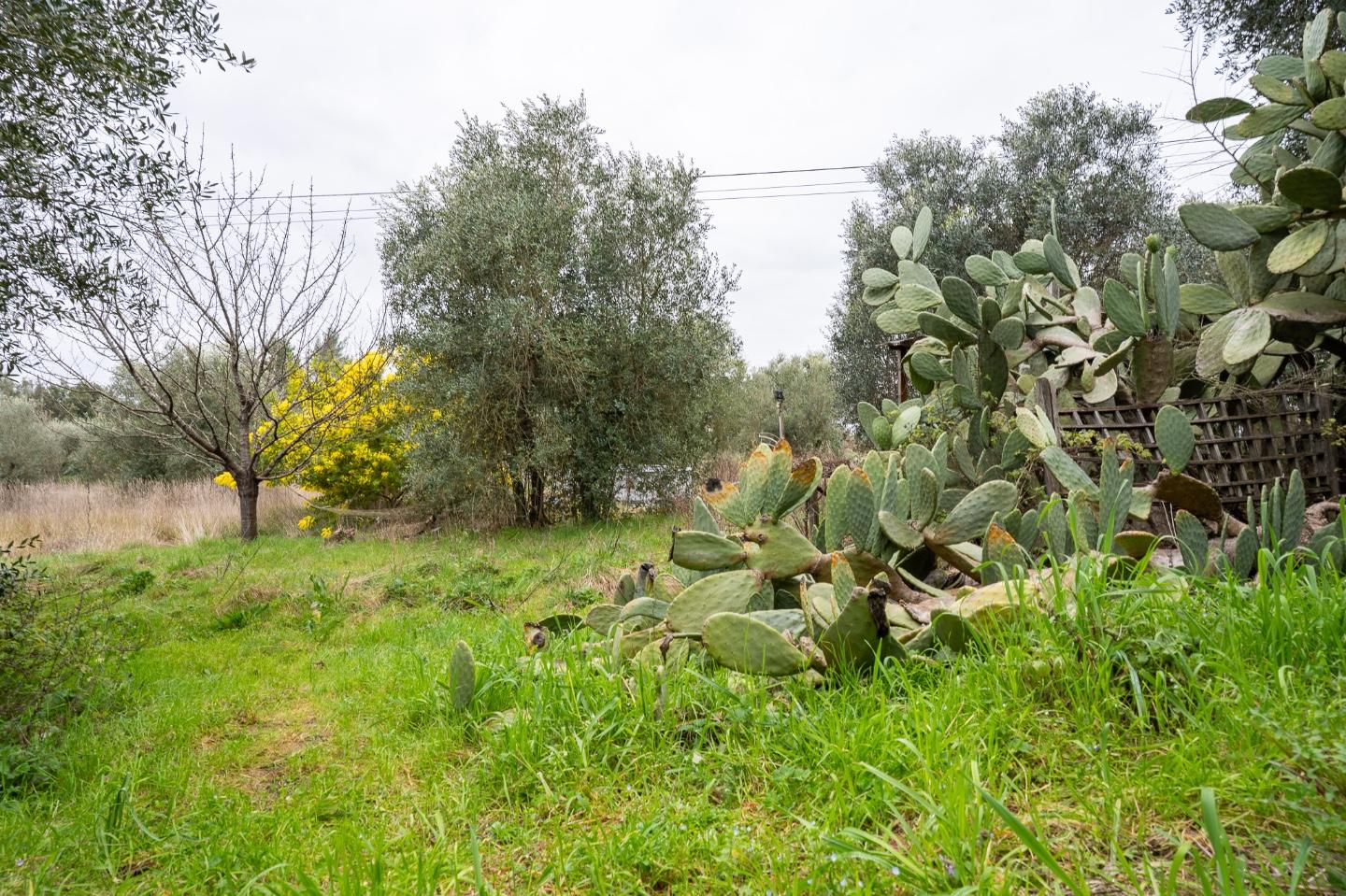 Casa indipendente da ristrutturare, Vinci san pantaleo