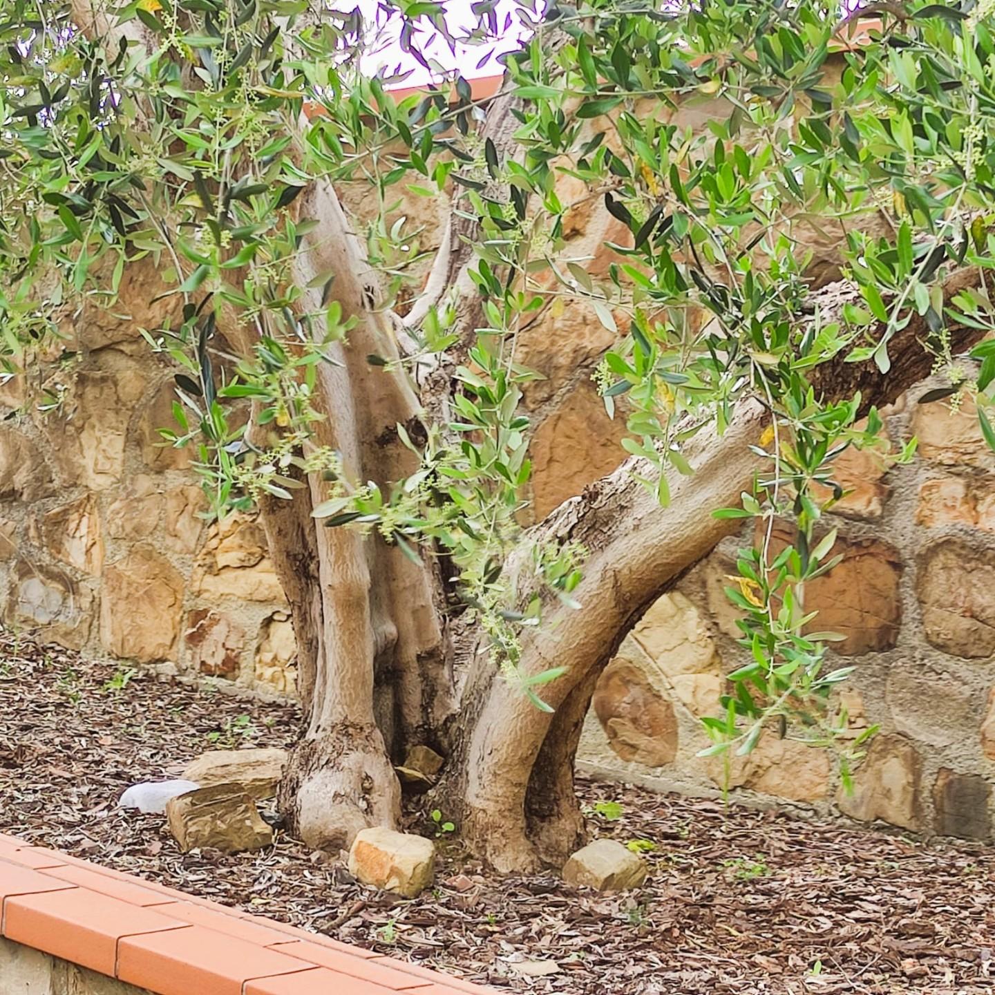 Rustico con giardino, Livorno la puzzolente