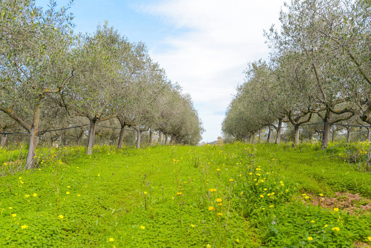 immagine annuncio 4 di 6