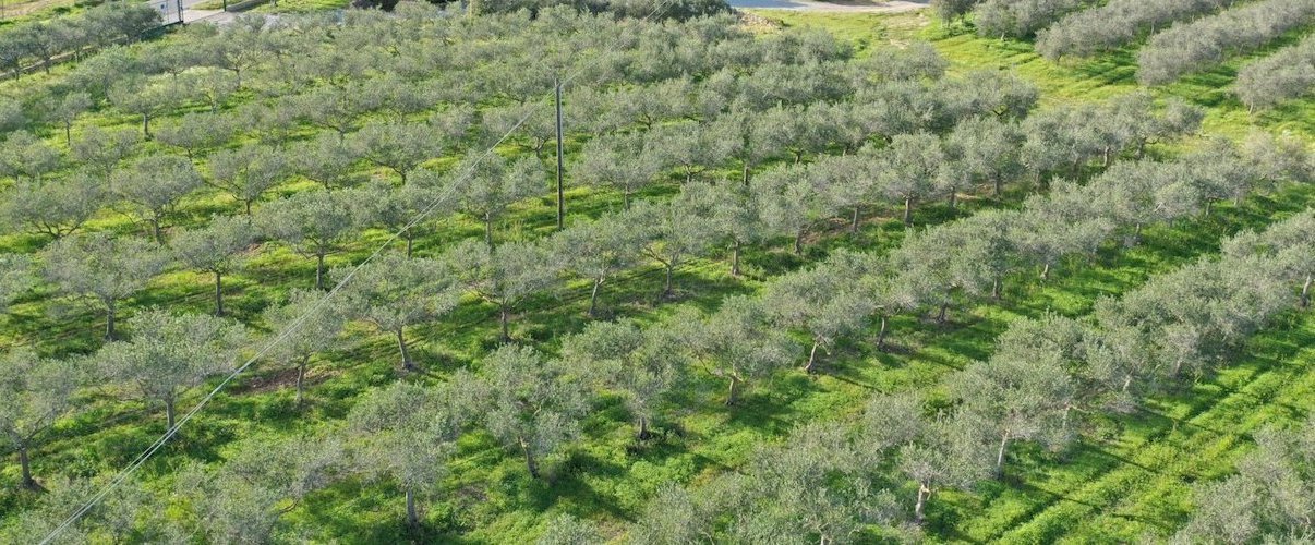 immagine annuncio 5 di 6