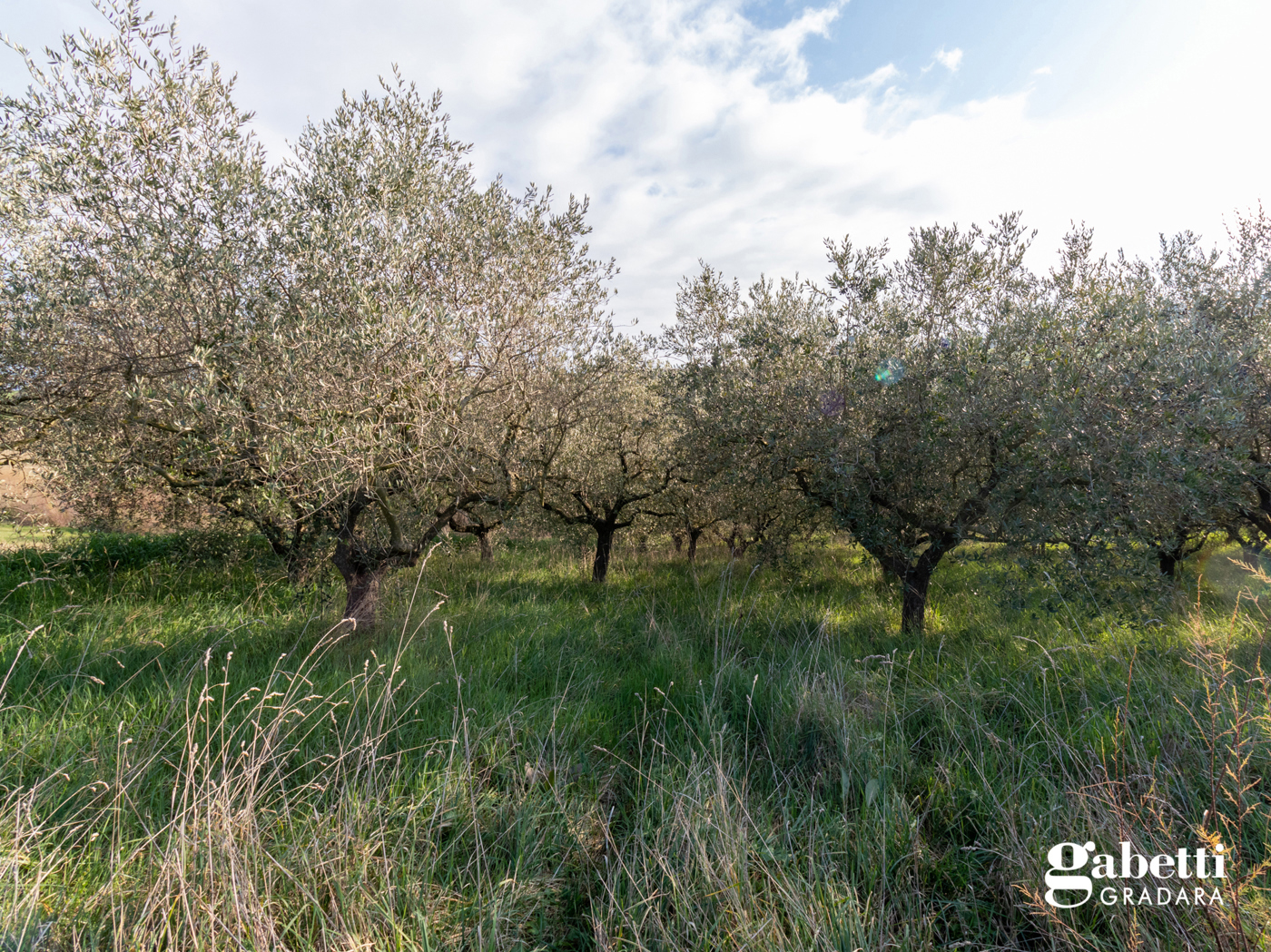 Terreno Agricolo in vendita a San Giovanni in Marignano