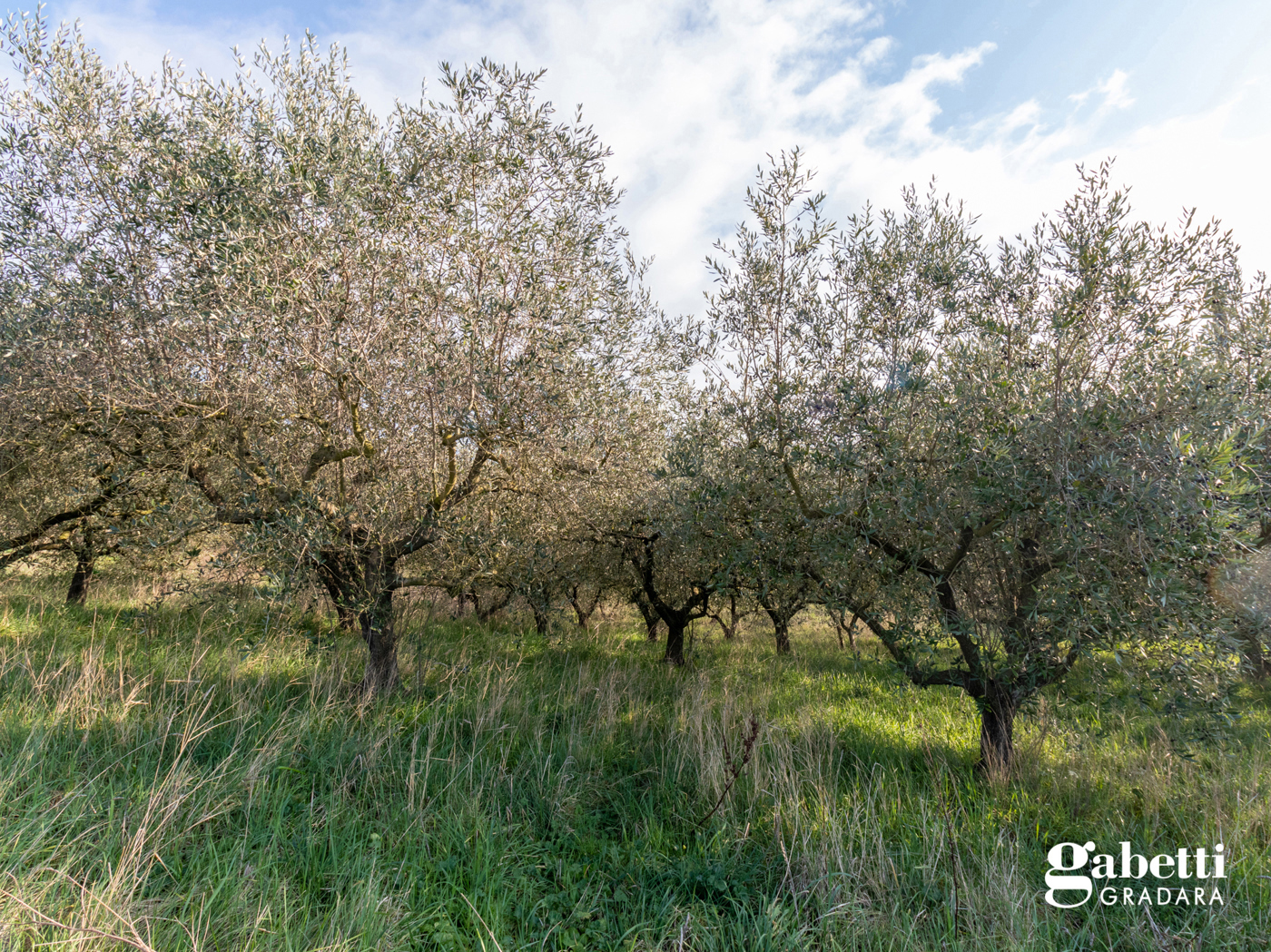 Terreno Agricolo in vendita a San Giovanni in Marignano