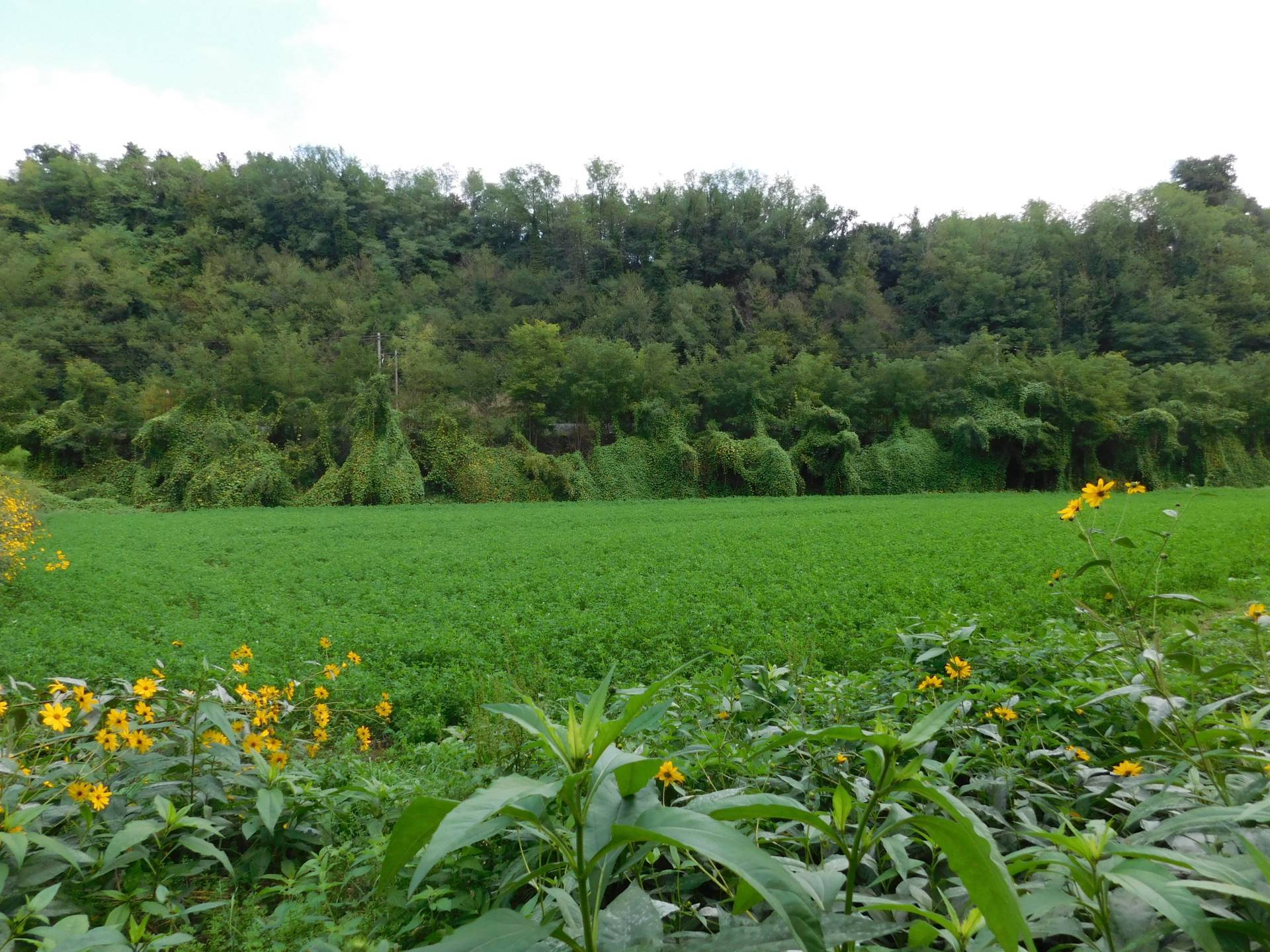 Terreno Agricolo in vendita a Valmontone