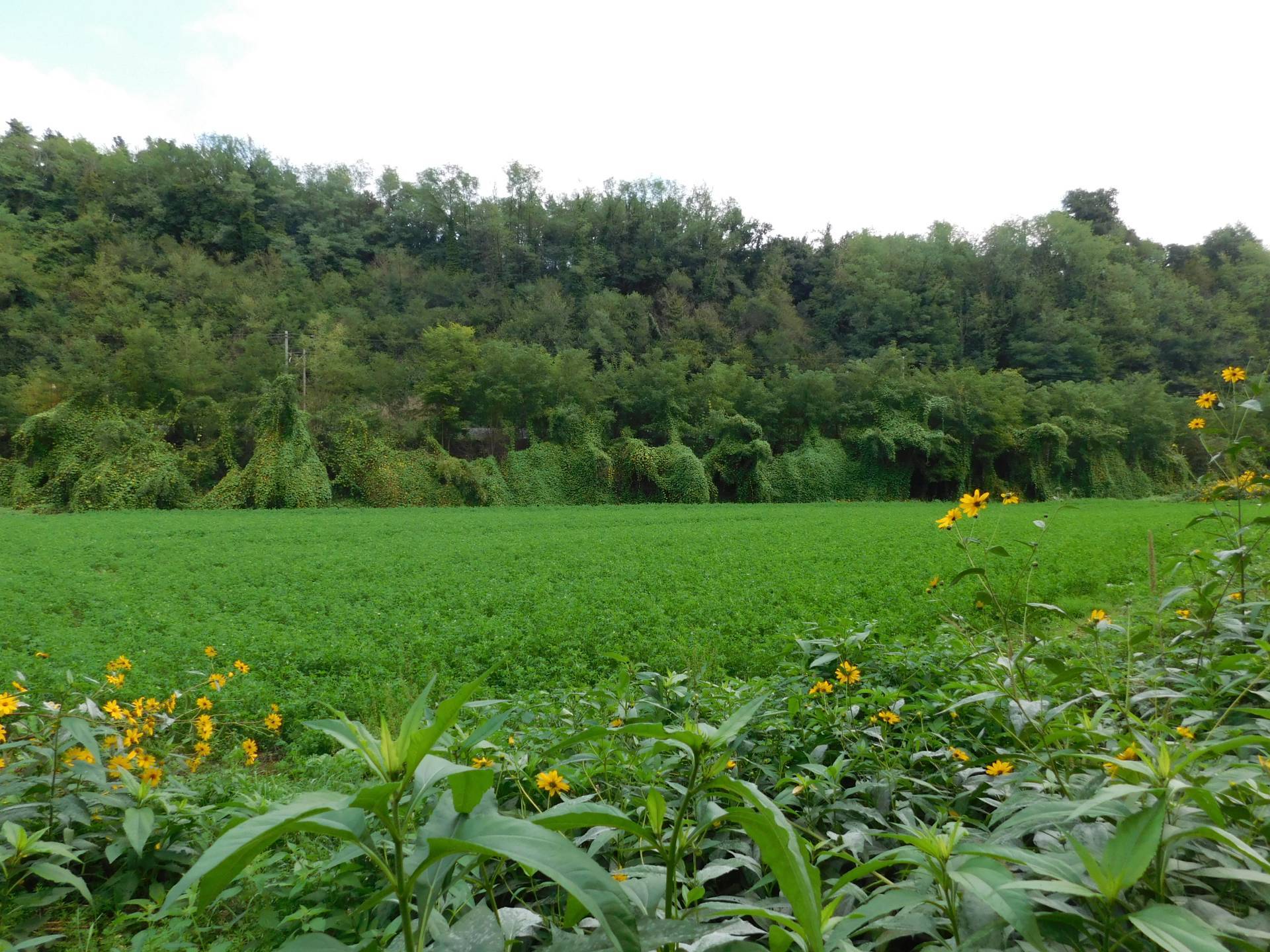 Terreno Agricolo in vendita a Valmontone