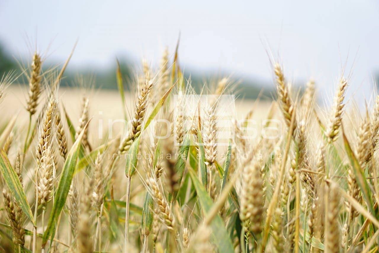 Terreno Agricolo in vendita a Gorgo al Monticano