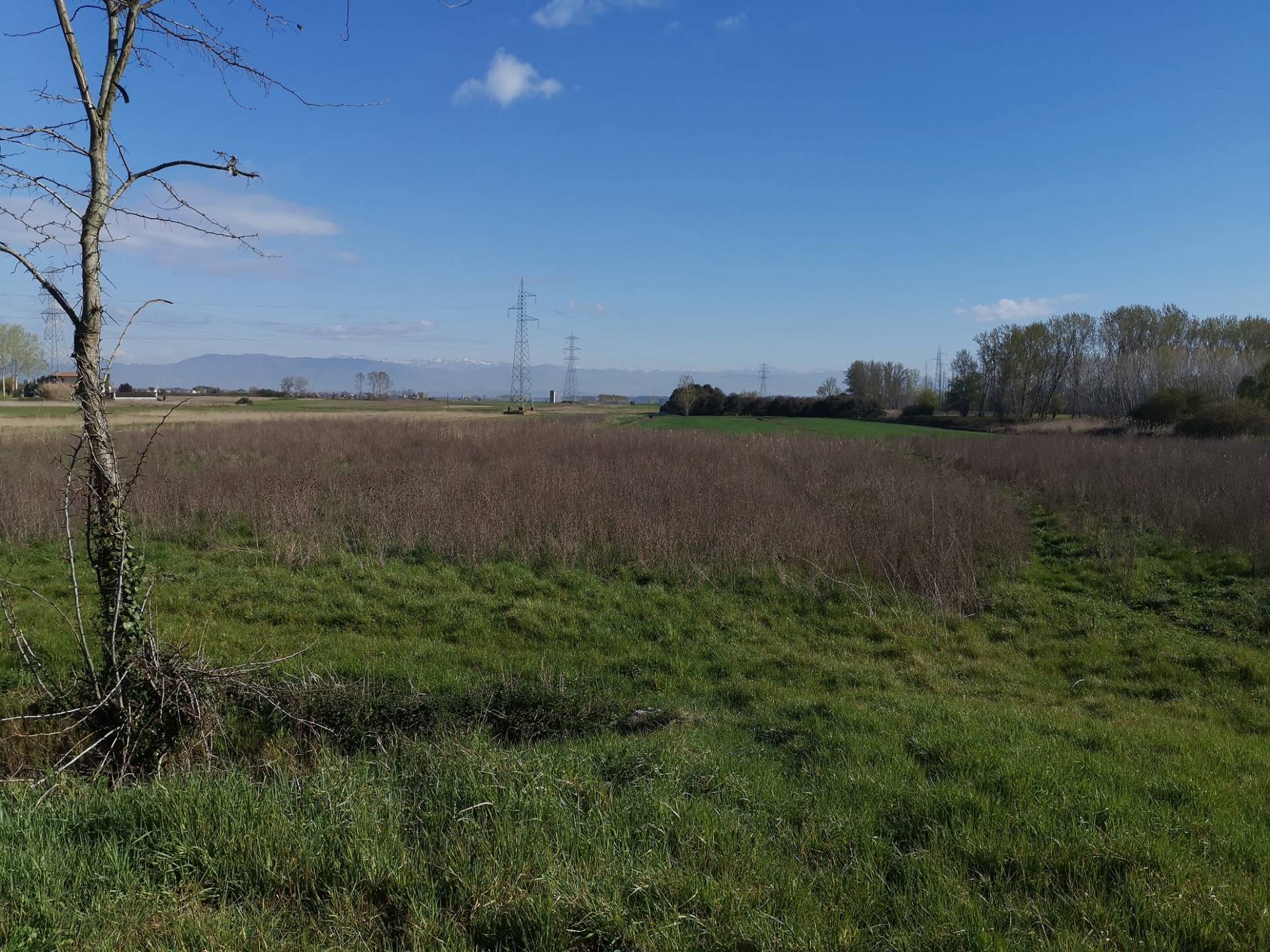 Terreno Agricolo in vendita a Bientina, Puntone