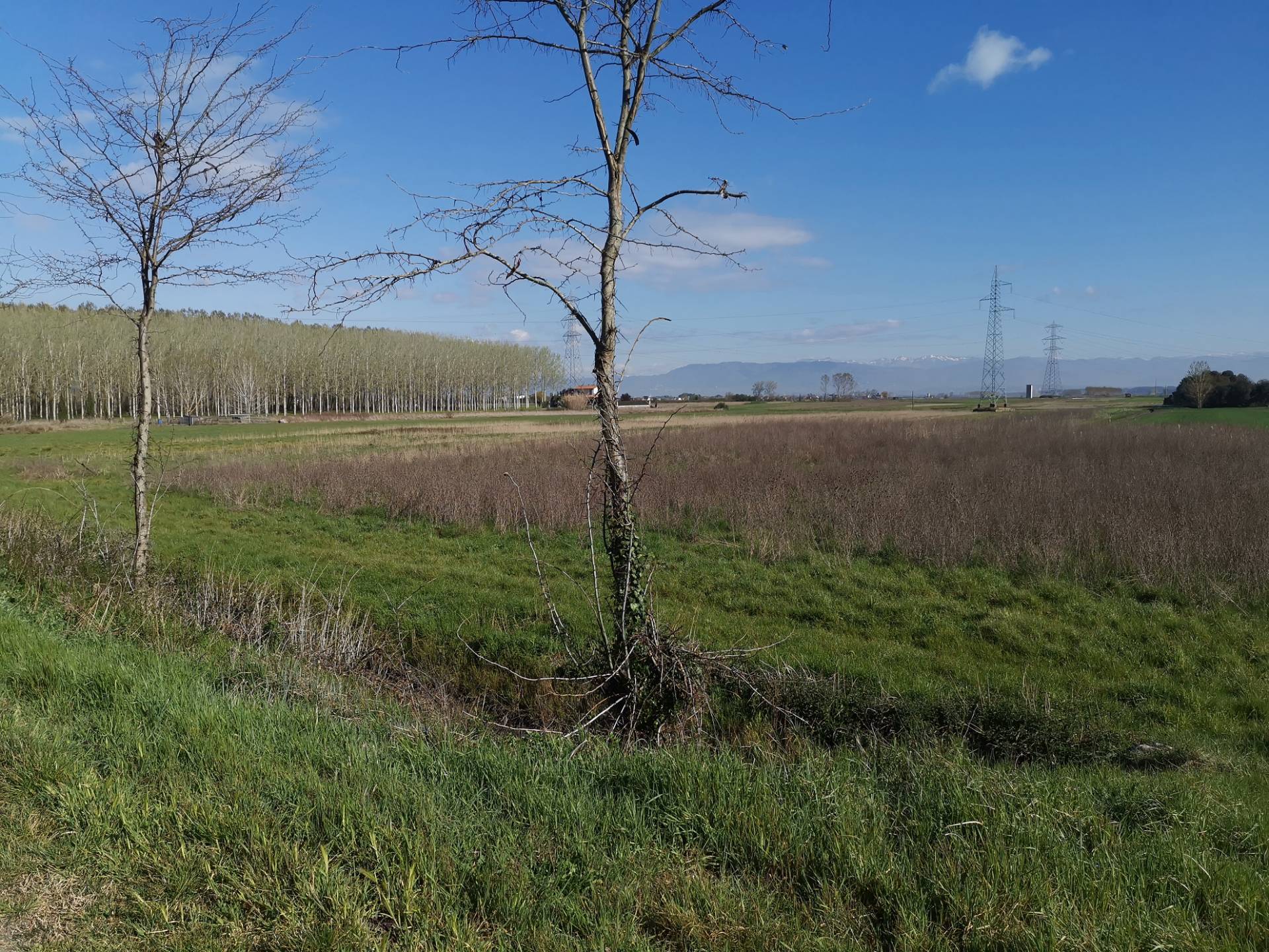 Terreno Agricolo in vendita a Bientina, Puntone