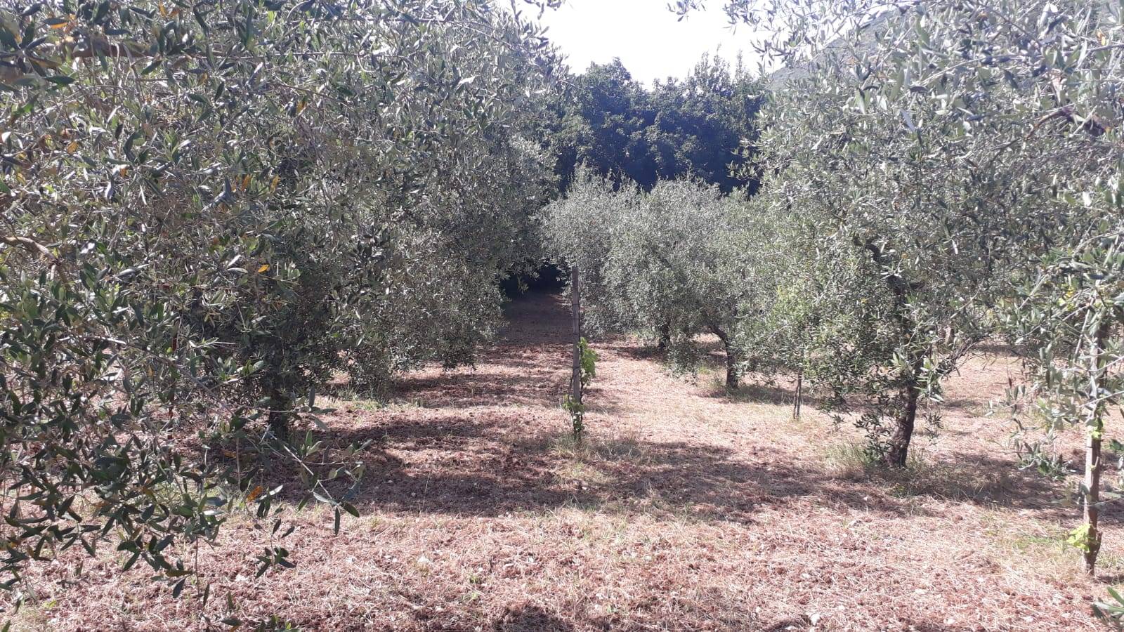 immagine annuncio 2 di 6