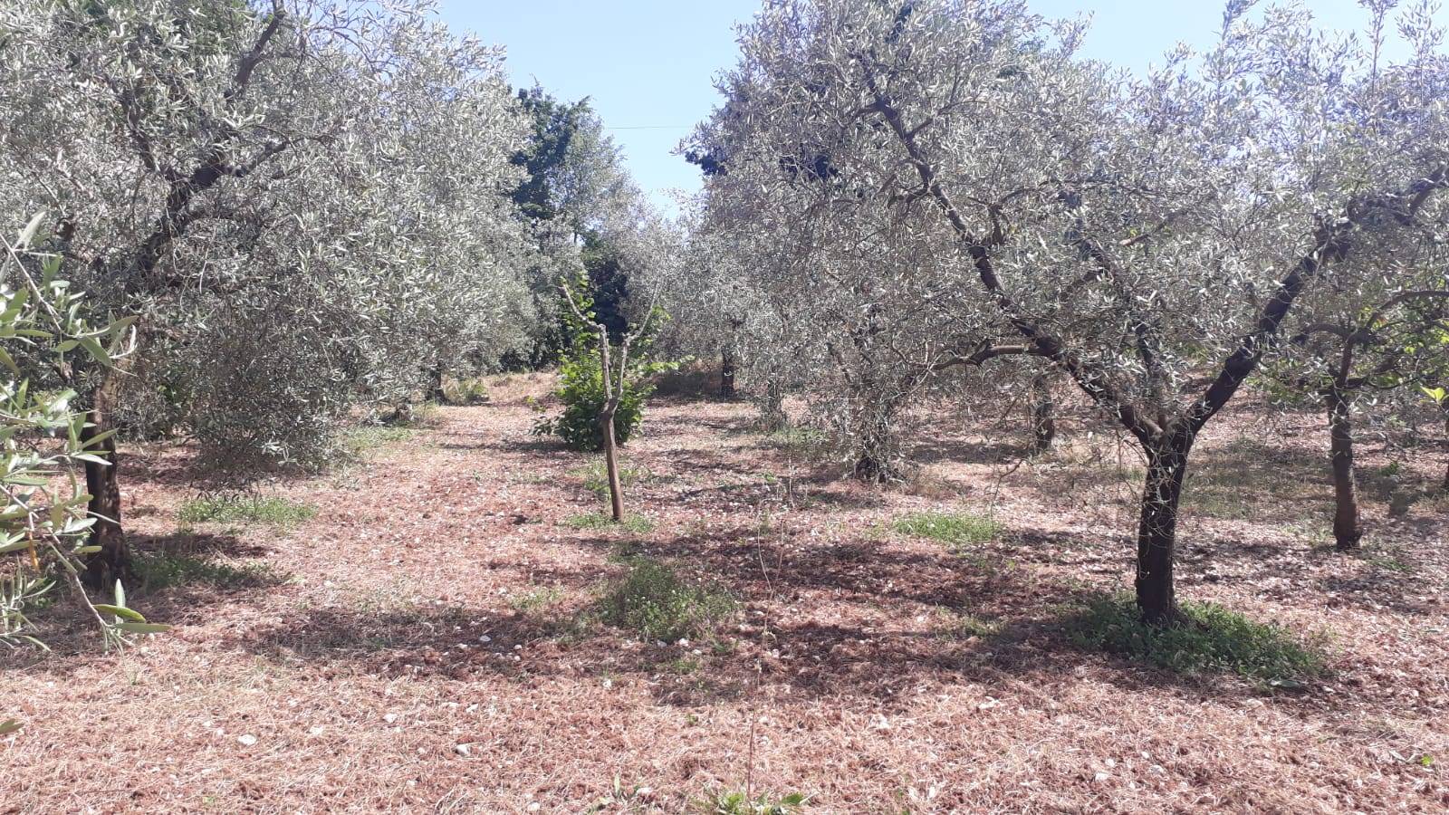 immagine annuncio 4 di 6