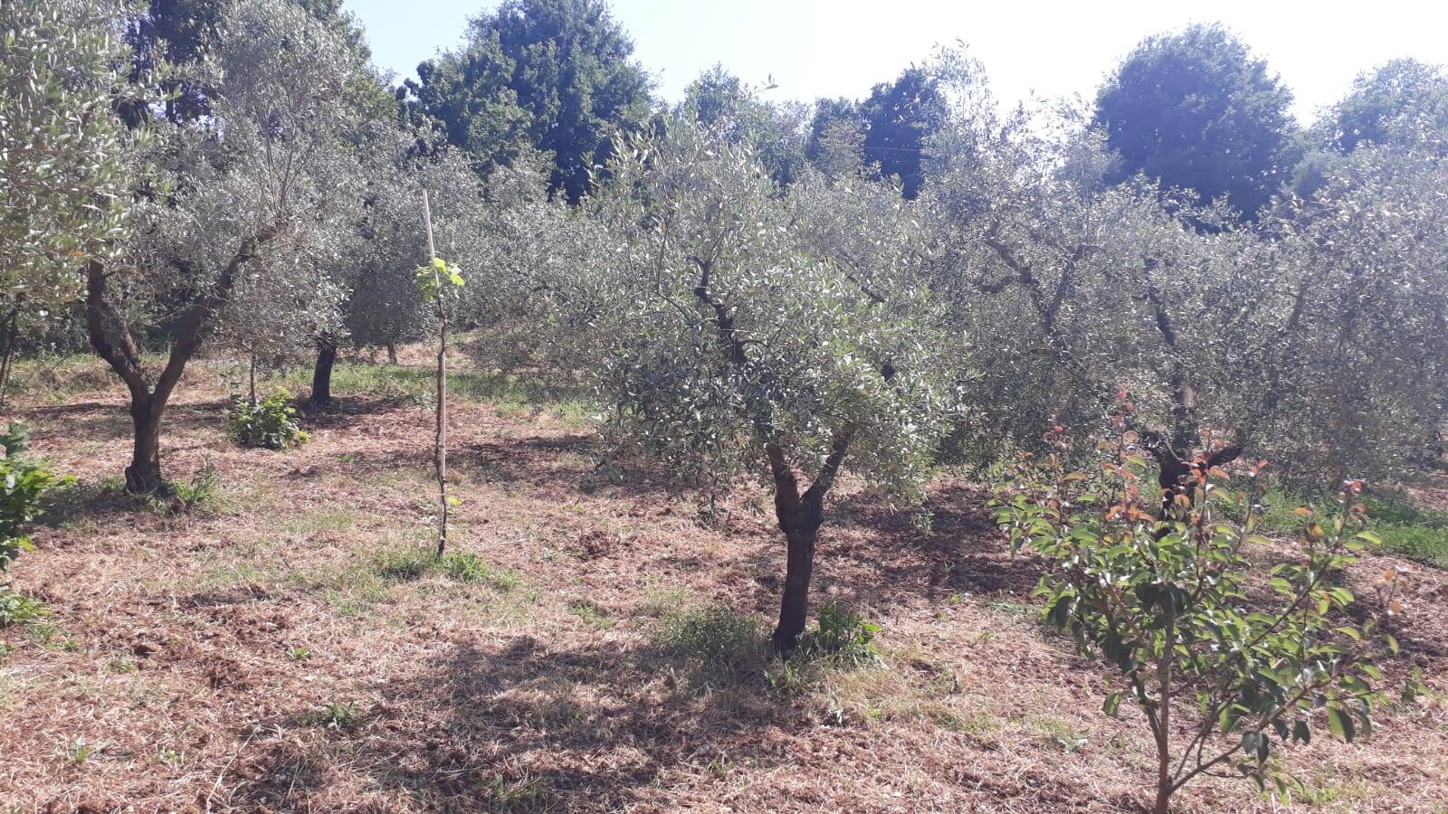 immagine annuncio 5 di 6