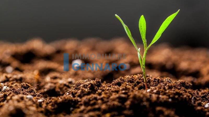 Terreno Agricolo in vendita a Visco