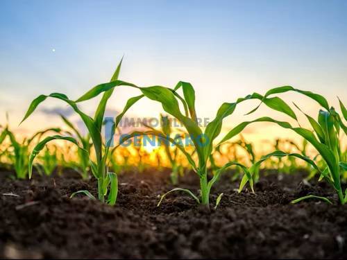Terreno Agricolo in vendita a Udine, Udine Est