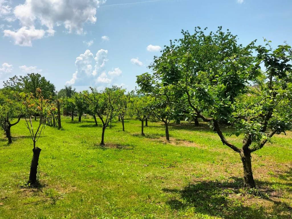 immagine annuncio 1 di 4