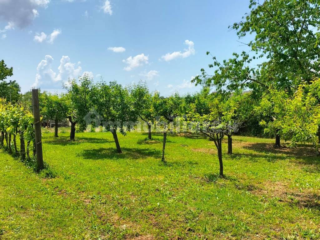 immagine annuncio 2 di 4