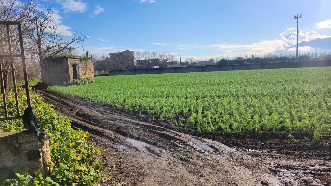 Terreno in vendita a Acerra