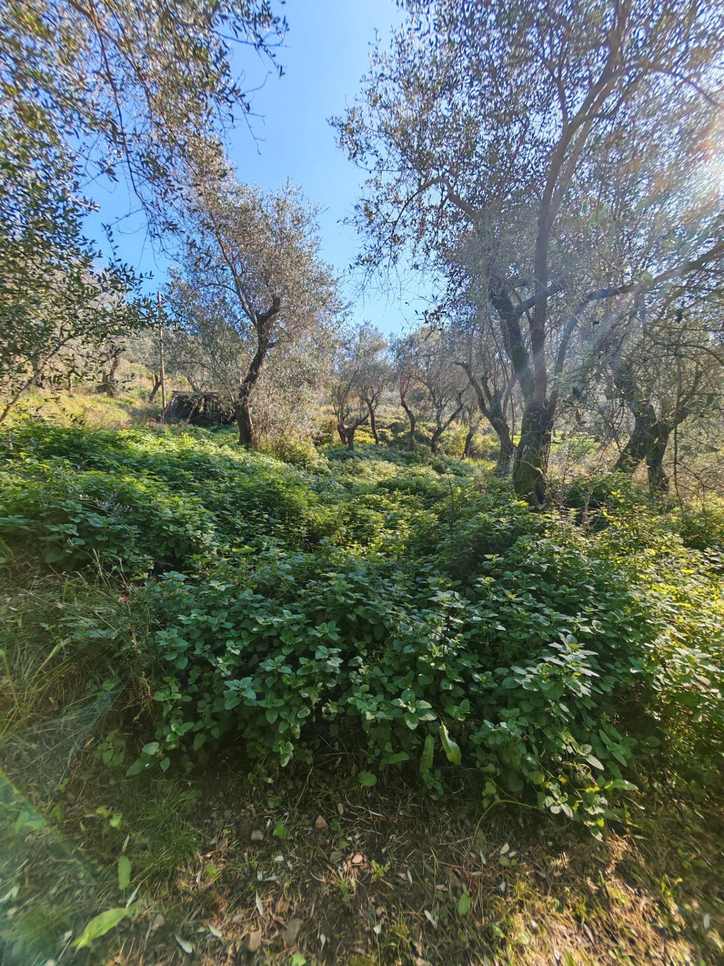 Terreno Agricolo in vendita, Sarzana sarzanello