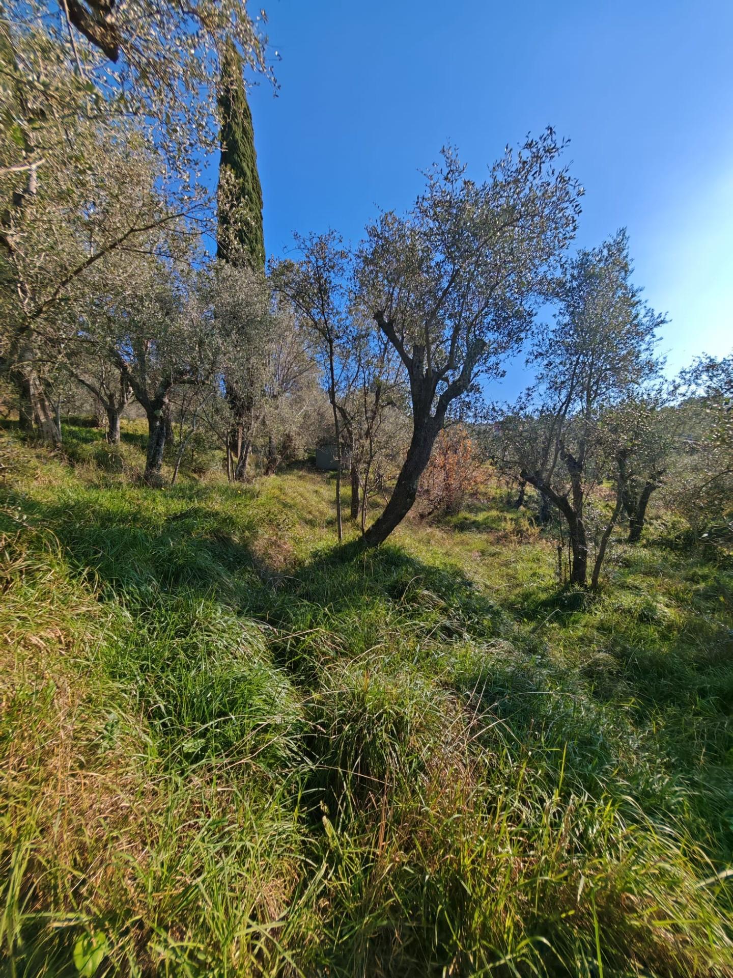 Terreno Agricolo in vendita, Sarzana sarzanello