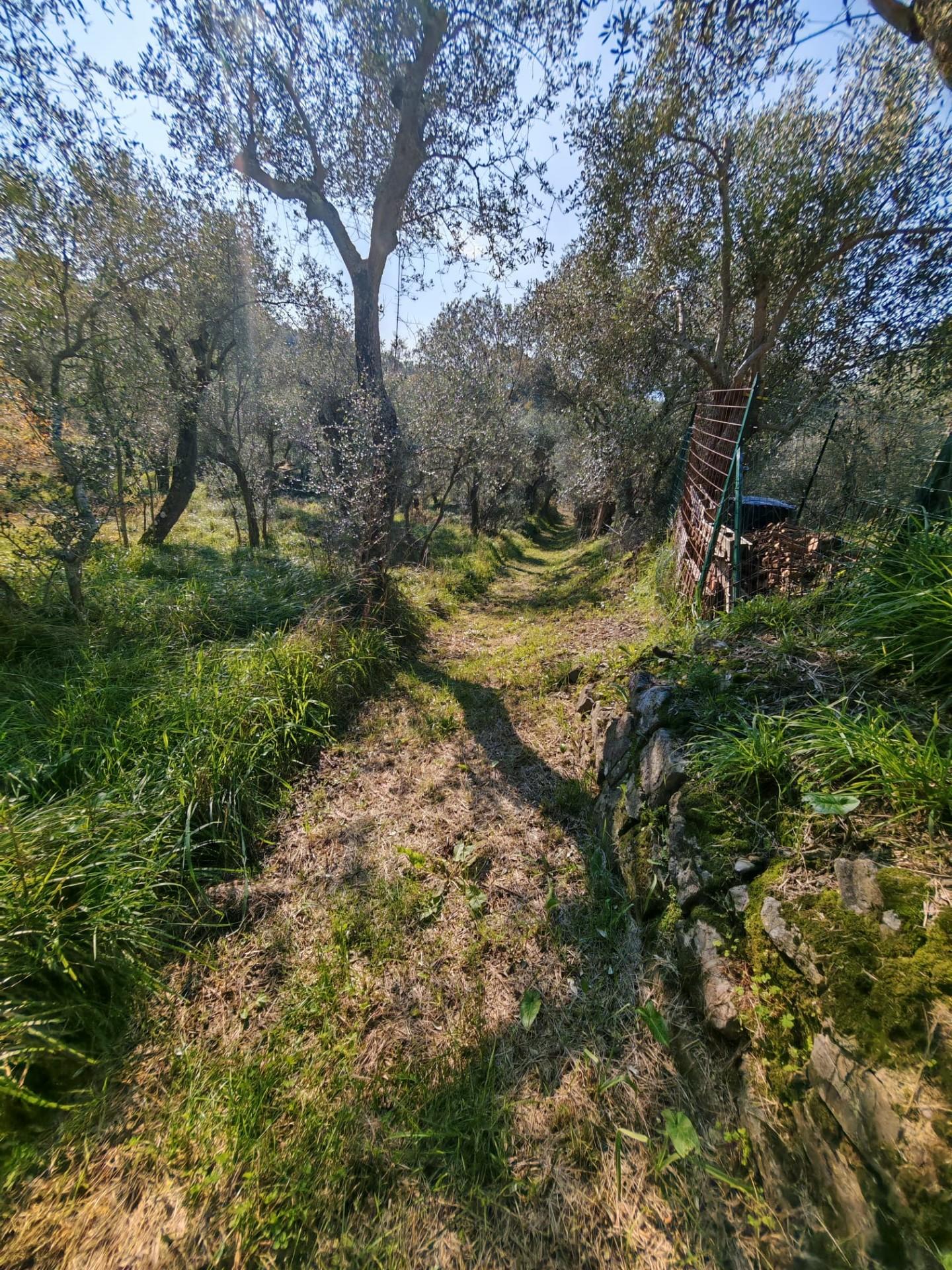 Terreno Agricolo in vendita, Sarzana sarzanello