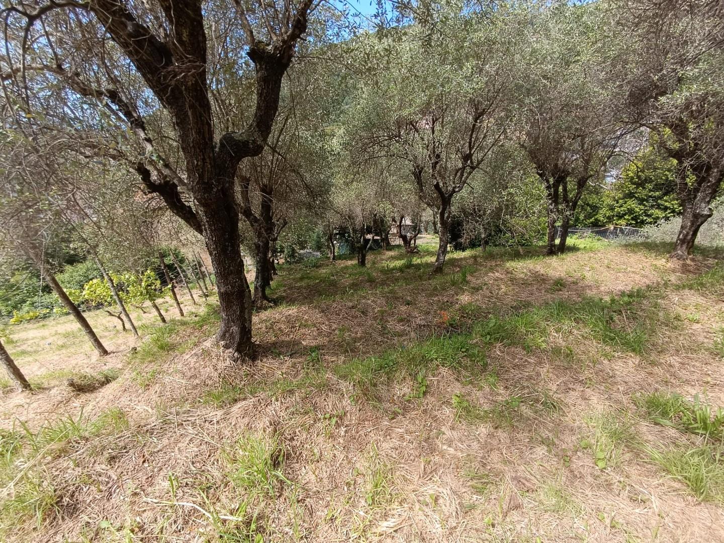 Terreno Agricolo in vendita, Carrara fossola