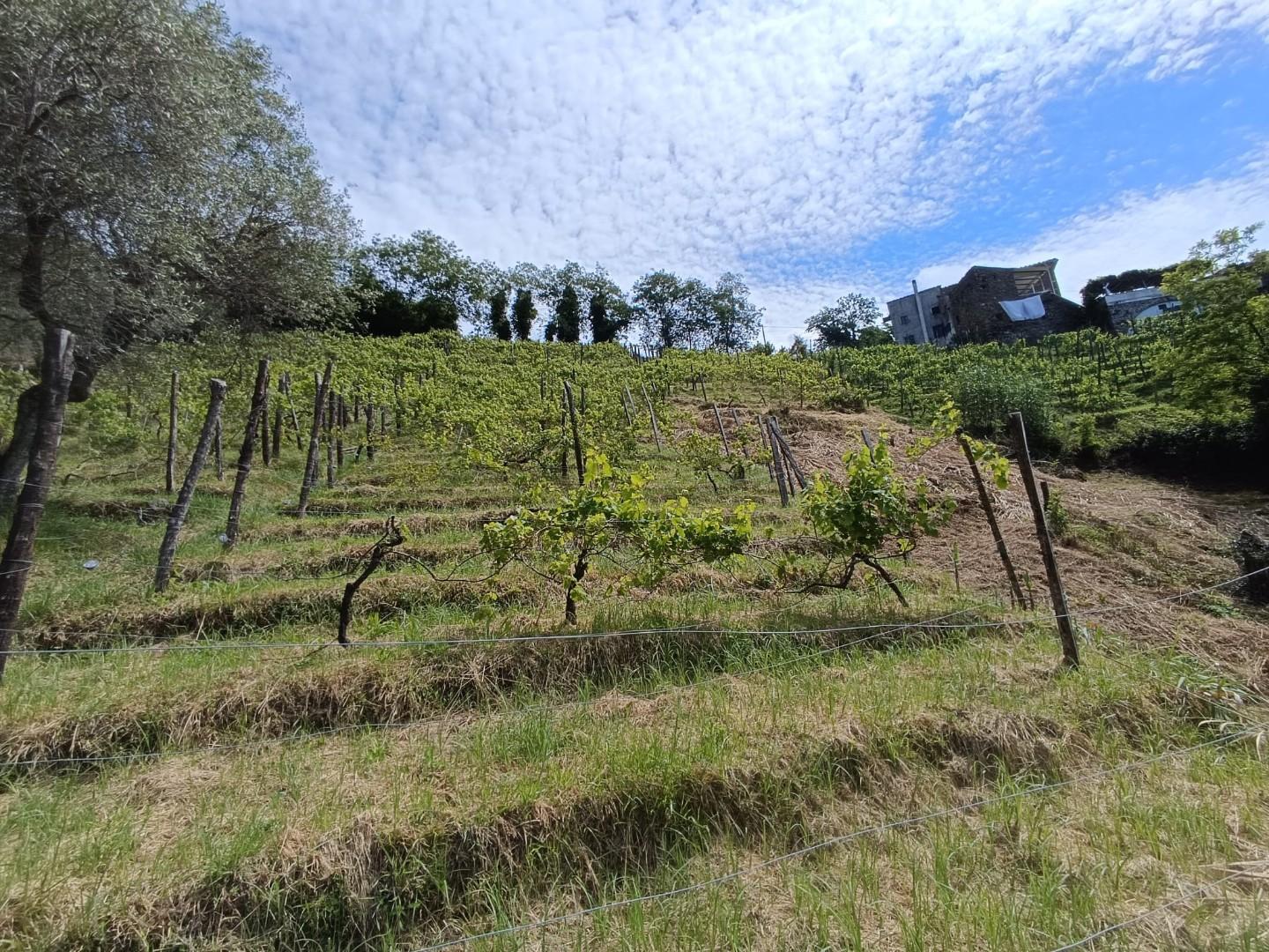Terreno Agricolo in vendita, Carrara fossola