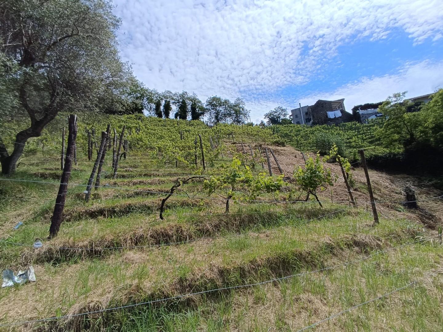 Terreno Agricolo in vendita, Carrara fossola