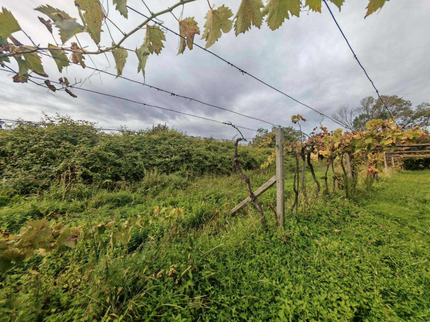 Terreno Agricolo in vendita, Carrara avenza