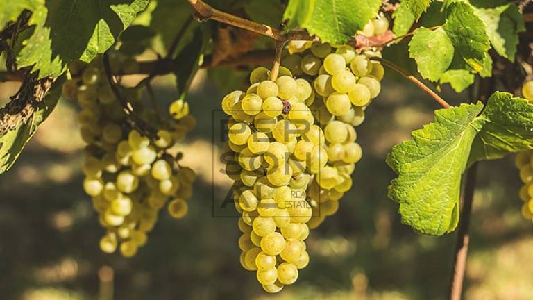 Terreno Agricolo in vendita a Dro