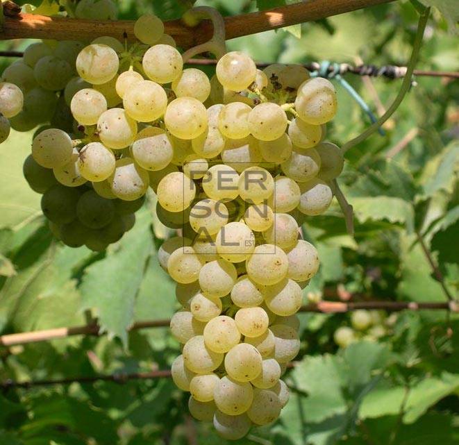 Terreno Agricolo in vendita a Cavedine