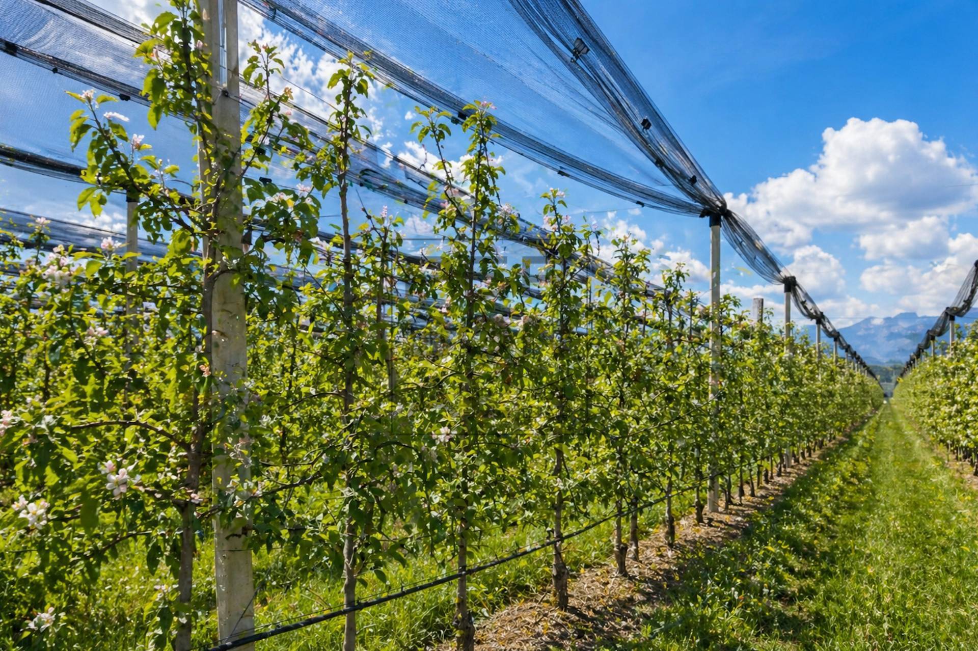 Terreno Agricolo in vendita a Dro, Maso Gobbo
