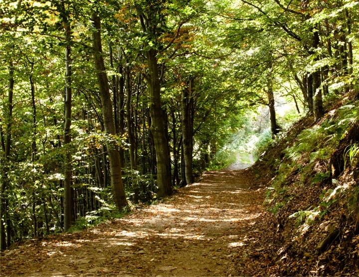 Terreno Boschivo in vendita a Cavedine