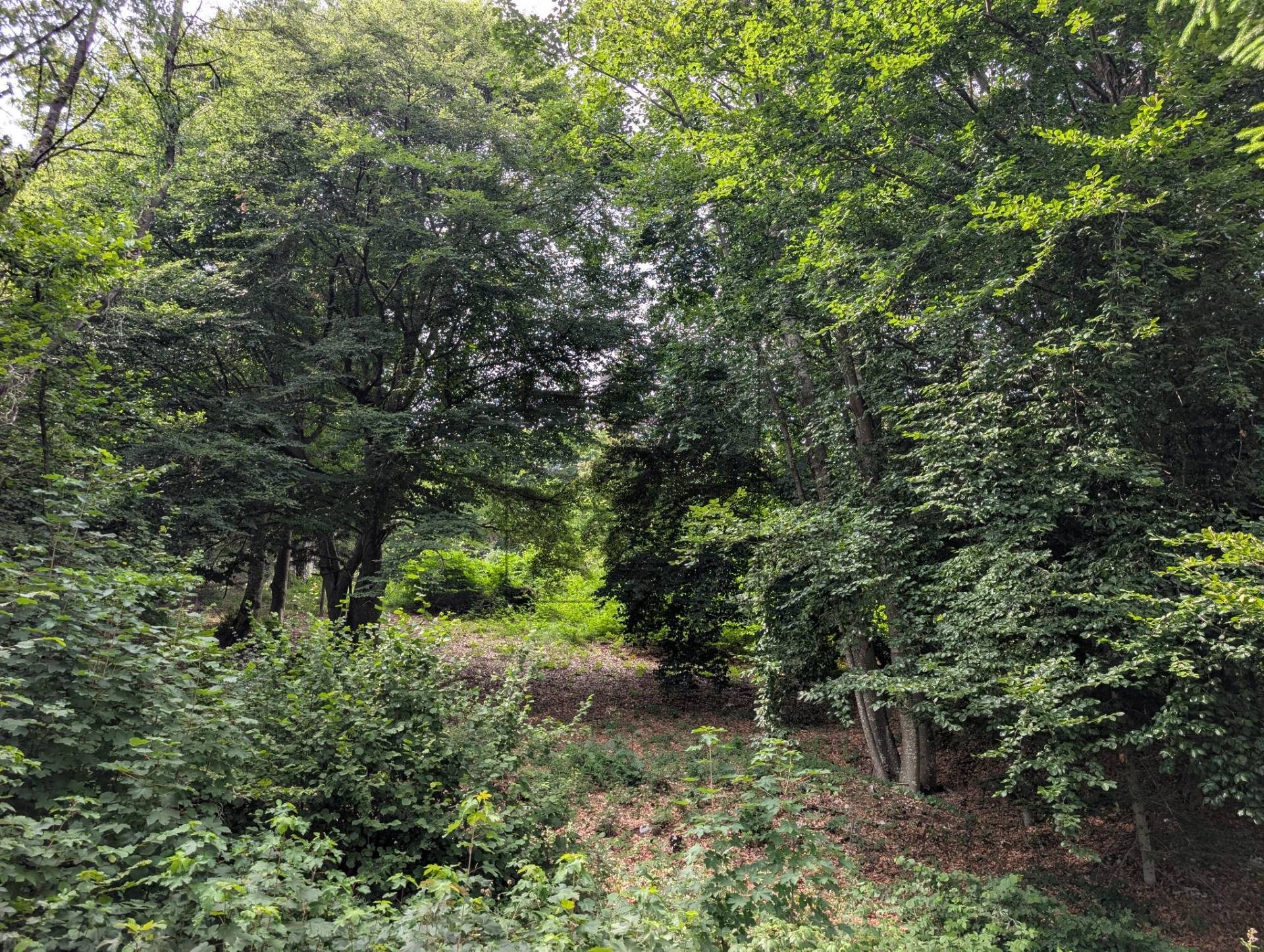 Terreno Boschivo in vendita a Villa Lagarina, Pedersano