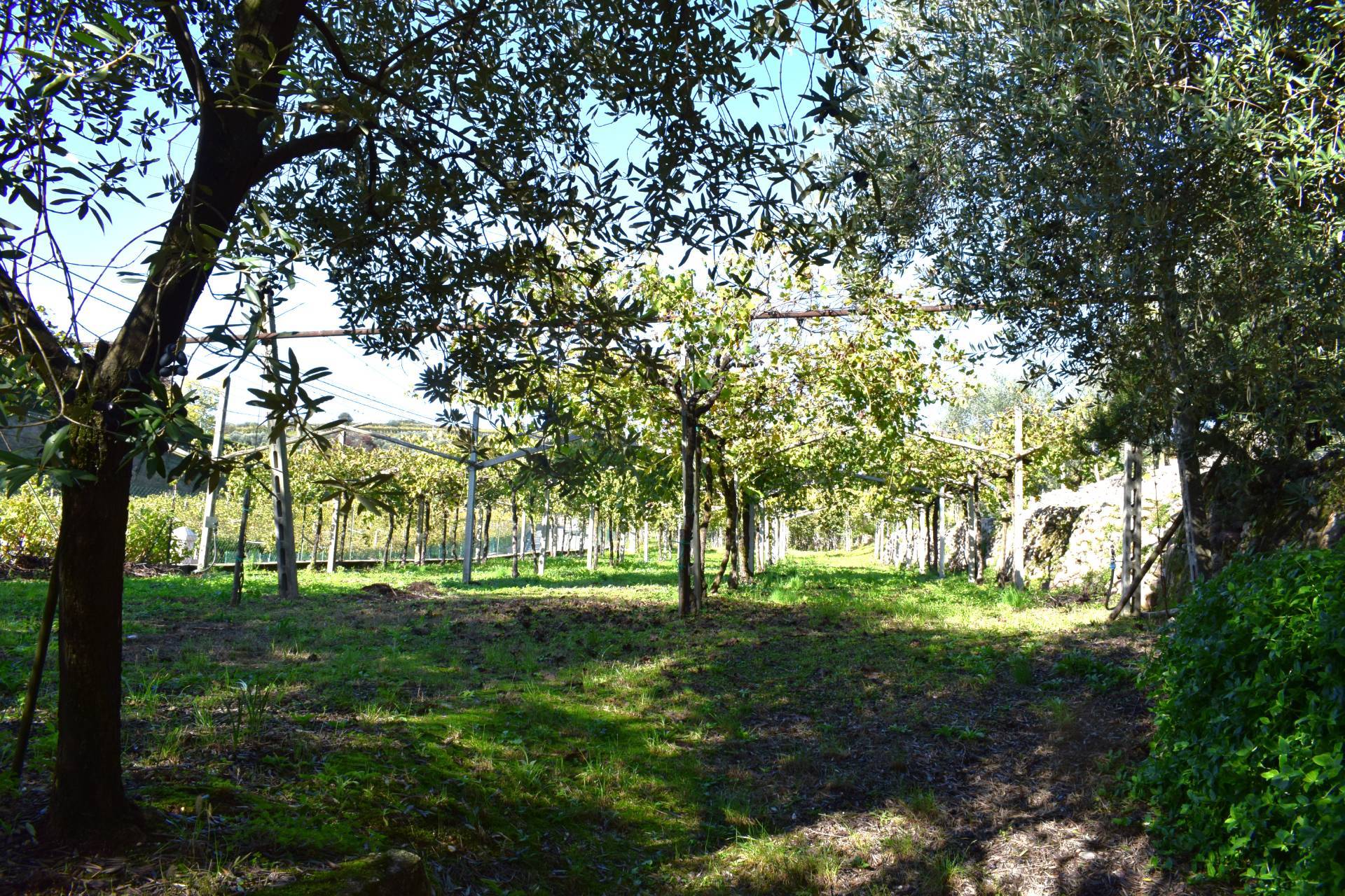 Terreno edificabile in vendita a Sant'Ambrogio di Valpolicella