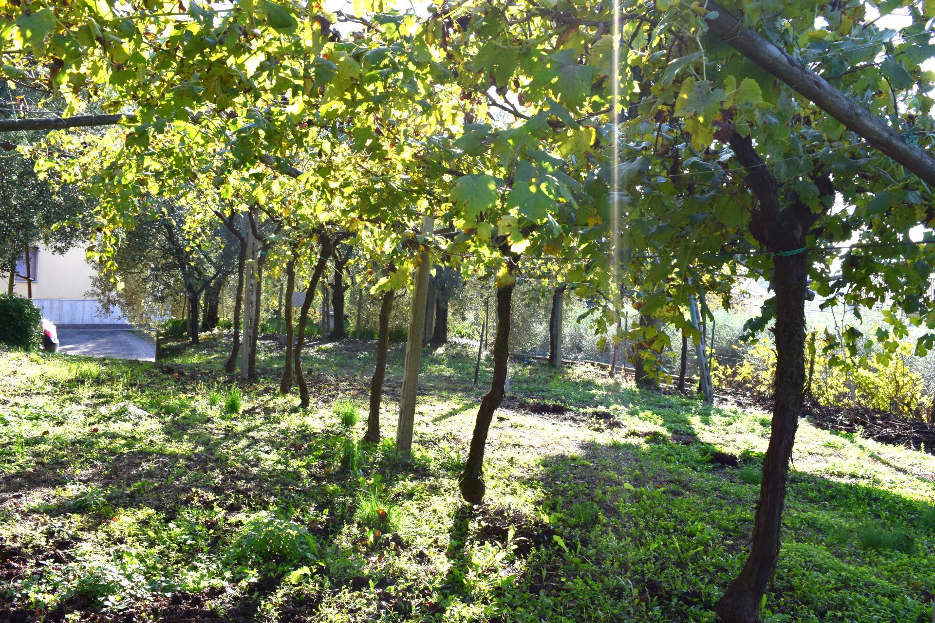 Terreno edificabile in vendita a Sant'Ambrogio di Valpolicella