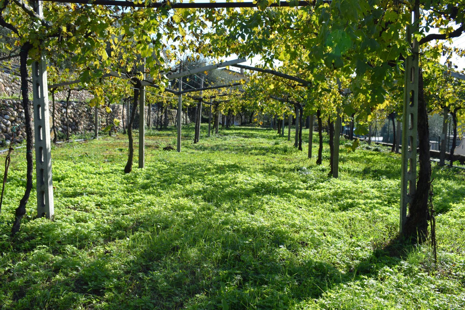 Terreno edificabile in vendita a Sant'Ambrogio di Valpolicella