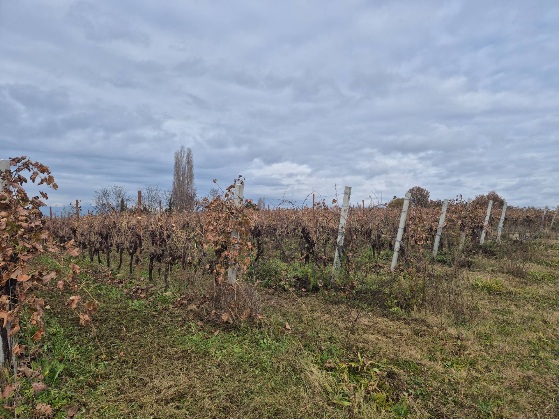 Terreno Agricolo in vendita a Lazise